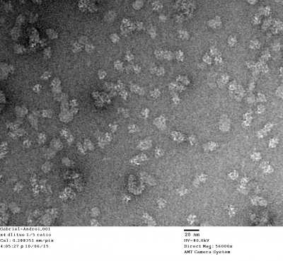 30S_RNAP_1to5_ratio_negative_stain (1).png